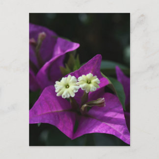 Lila Blume Postkarte