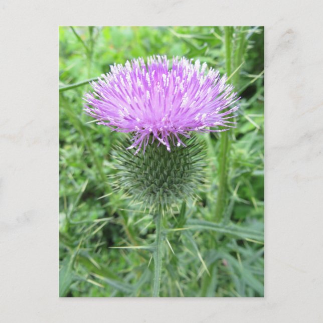 Lila Blume Postkarte (Vorderseite)