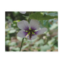 Lila Blume