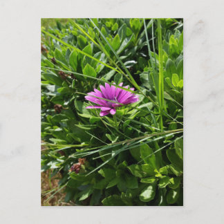 Lila Blume Postkarte