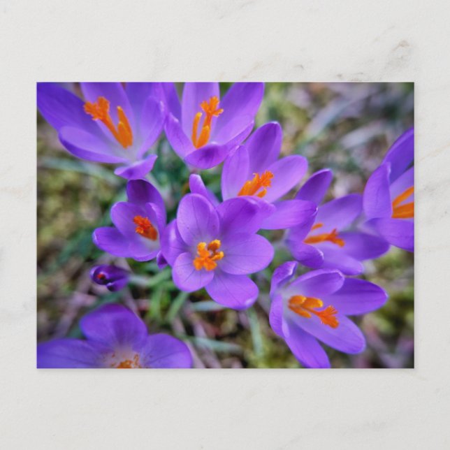 Lila Blume Postkarte (Vorderseite)