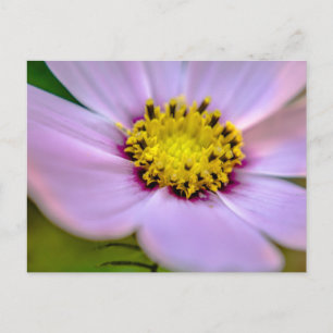 Lila Blume Postkarte