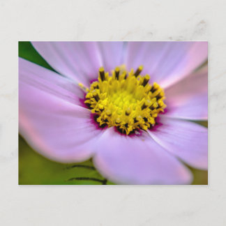 Lila Blume Postkarte