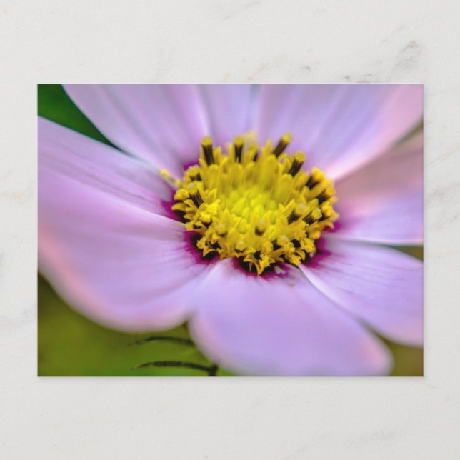 Lila Blume Postkarte (Vorderseite)