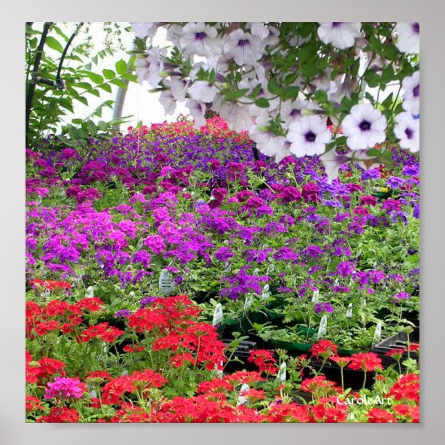 Lila Blume Profusion Print Poster (Vorne)