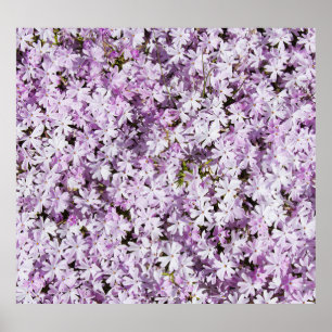 Lila Blume, sommerliche Frische Hintergrund. Poster