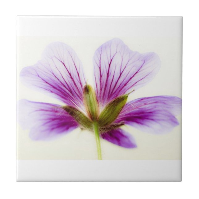 Lila Blume Tiles Fliese (Vorderseite)