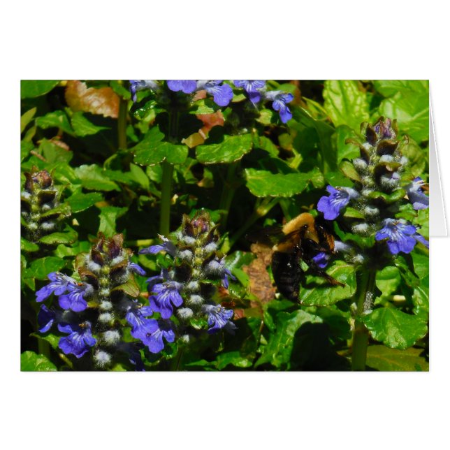 Lila Blume und Hummeln (Vorderseite (Horizontal))