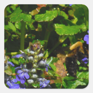 Lila Blume und Hummeln Quadratischer Aufkleber