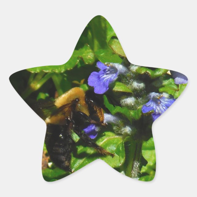 Lila Blume und Hummeln Stern-Aufkleber (Vorderseite)