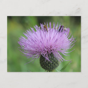 Lila Blume und Insekten #2 Postkarte