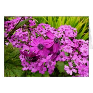 Lila Blumen aus San Francisco