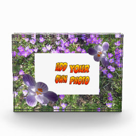 Lila Blumen gestreift Crocuses Cust. Fotoblock