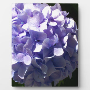 Lila Blumen lila blühende lila Hydrageas Fotoplatte