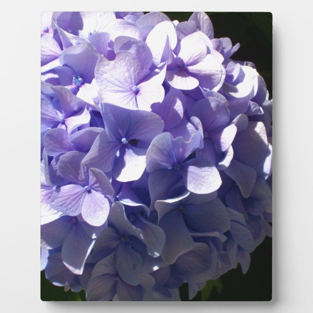 Lila Blumen lila blühende lila Hydrageas Fotoplatte (Vorderseite)