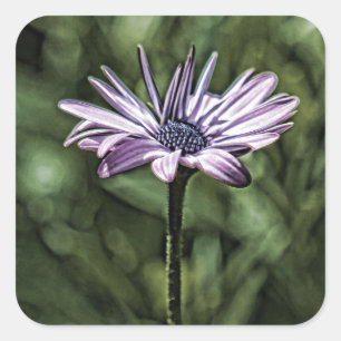 Lila Blumen-stehendes allein Quadratischer Aufkleber