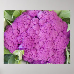 Lila Blumenkohl für Verkauf Poster