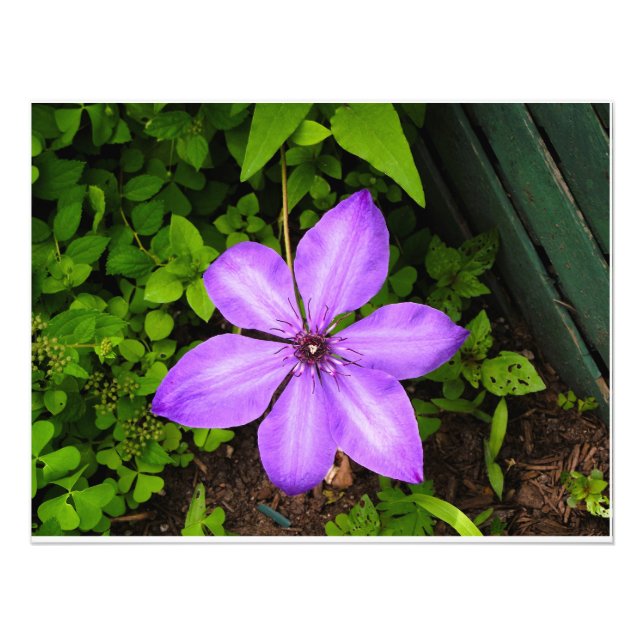 Lila Blumenmuster Fotodruck (Vorne)
