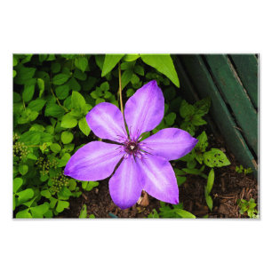 Lila Blumenmuster Fotodruck