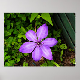 Lila-Blumenposter Poster