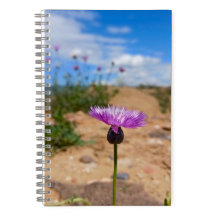Lila Blüte Armeniens Sommer