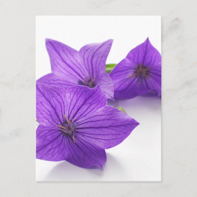 lila Blüte Postkarte (Vorderseite)