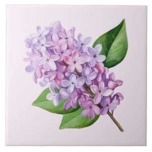 Lila Blüten Kunst auf rosa Hintergrund Fliese