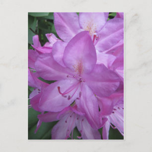Lila Blüten Postkarte