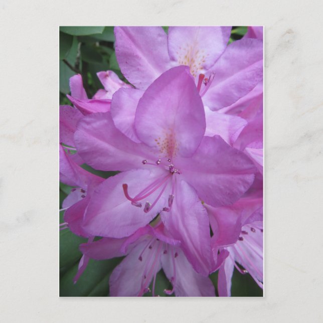 Lila Blüten Postkarte (Vorderseite)