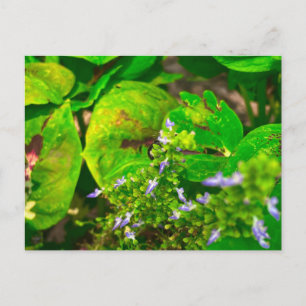 Lila Blüten zwischen grünen Blättern Postkarte