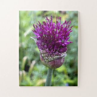 Lila Blütenpracht der Erinnerung | Allium-Blume Bo