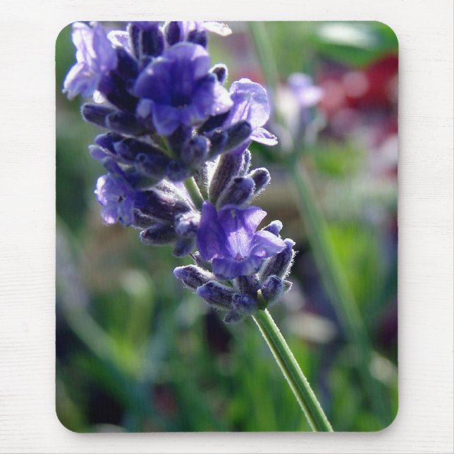 Lila Blütenstand Mousepad (Vorne)