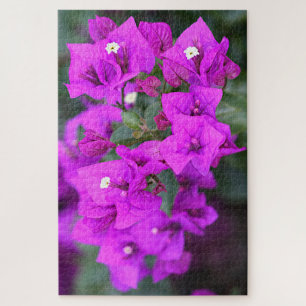 Lila Bougainvillea Blume