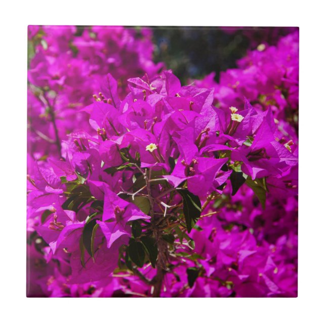 Lila Bougainvillea Blume Fliese (Vorderseite)