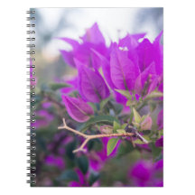 Lila Bougainvillea-Blume