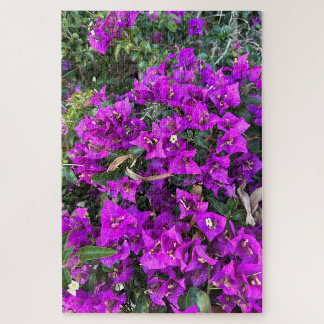 Lila Bougainvillea, Oakland  (Vertikal)