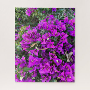 Lila Bougainvillea, Oakland
