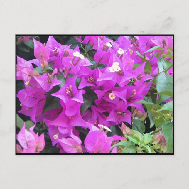 Lila Bougainvillea Postkarte (Vorderseite)