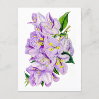 Lila Bougainvillea Vintage-Botanik
