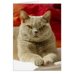Lila britische shorthair Katze