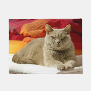Lila britische shorthair Katze Fußmatte