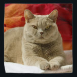 Lila britische shorthair Katze Kopftuch<br><div class="desc">Lila britische shorthair Katze mit den gelben Augen, die aus den Grund im Schlafzimmer liegen</div>