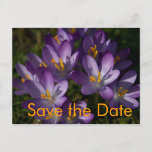 Lila Busse - Save the Date Postkarte