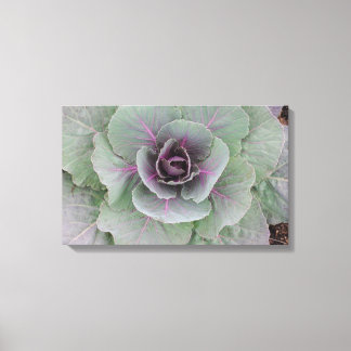Lila Cabbage Wrapped Canvas Leinwanddruck
