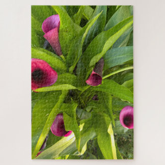 Lila Calla-Lilie, Oakland