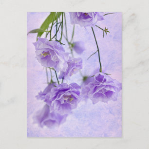 Lila Campanella Blume Makro Postkarte