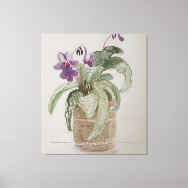 Lila Cape Primrose Wasserfarben Canvas Print Leinwanddruck (Vorderseite)
