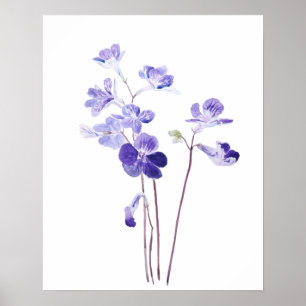 lila Capronose-Blume Aquarell Poster