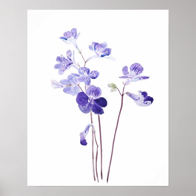 lila Capronose-Blume Aquarell Poster (Vorne)
