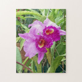 Lila Cattleya Orchids